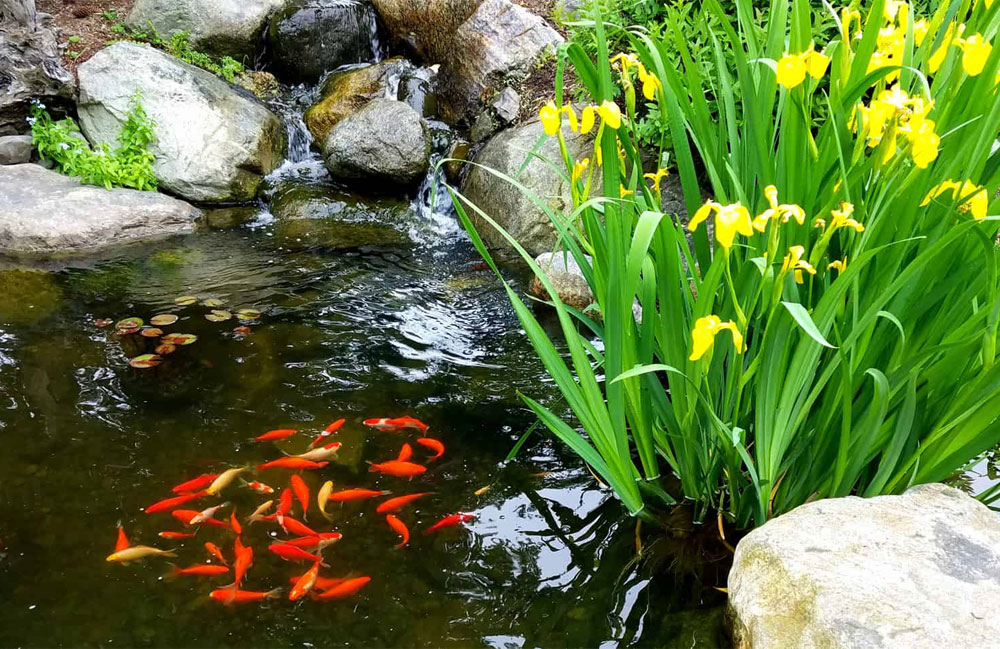Fish Pond Maintenance for a Healthy Pond