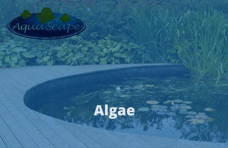 Pond Algae