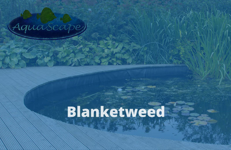 Pond Blanketweed