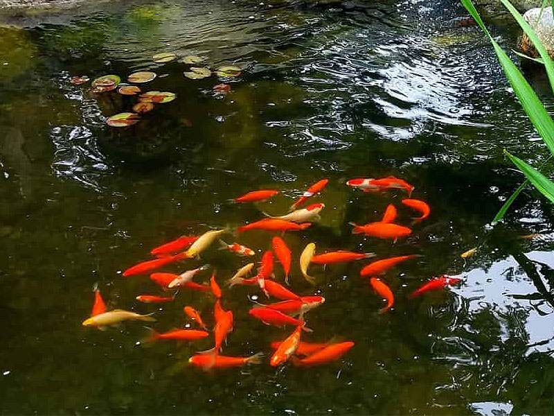 Pond Fish and Pond Livestock